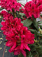 Рододендрон "Нова Зембла".
Rhododendron "Nova Zembla".