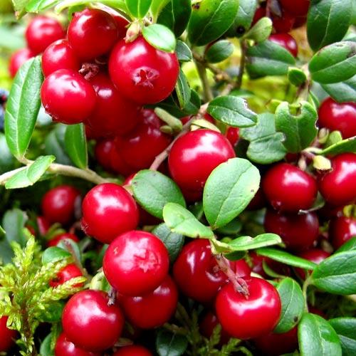 Саджанці Брусниці Ред Перл (Red Pearl) - рання, кисло-солодка, крупноплідна
