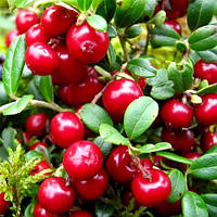 Саженцы Брусники Ред Перл (Red Pearl) - ранняя, кисло-сладкая, крупноплодная
