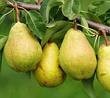 Груша Монзана. (Айва Елін). Літній сорт, фото 2