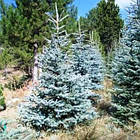 Саджанці Ялини колючої Глаука Місті Блю (Picea pungens Glauca Blue) Р9, фото 3