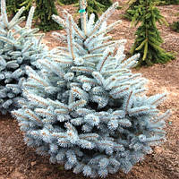 Саженцы Ель колючая Глаука Мисти Блю (Picea pungens Glauca Misty Blue) Р9