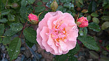 Троянда Корнелія (Cornelia) Шраб, фото 2
