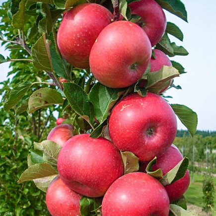 Яблуня колоноподібна Арбат-сажінець, фото 1