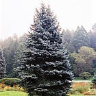 Саджанці Ялини колючої Роял Блу (Picea pungens 'Royal Blue') Р9, фото 2