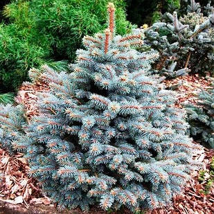 Саджанці Ялини колючої Роял Блу (Picea pungens 'Royal Blue') Р9