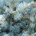 Саджанці Ялини колючої Роял Блу (Picea pungens 'Royal Blue') Р9, фото 3