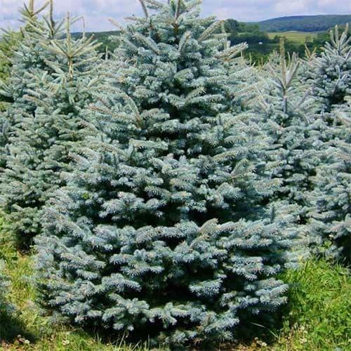 Саджанці Ялина колюча Глаука Місті Блю 3-річка (Picea pungens Glauca Misty Blue)