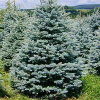 Саженцы Ель колючая Глаука Мисти Блю 3-летний (Picea pungens Glauca Misty Blue)