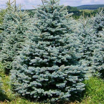 Саджанці Ялина колюча Глаука Місті Блю 3-річка (Picea pungens Glauca Misty Blue)