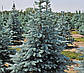 Саджанці Ялина колюча Глаука Місті Блю 3-річка (Picea pungens Glauca Misty Blue), фото 2