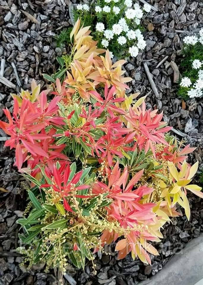 Пієріс "Flaming Silver". Pieris "Flaming Silver". - фото 10 - id-p1325036764