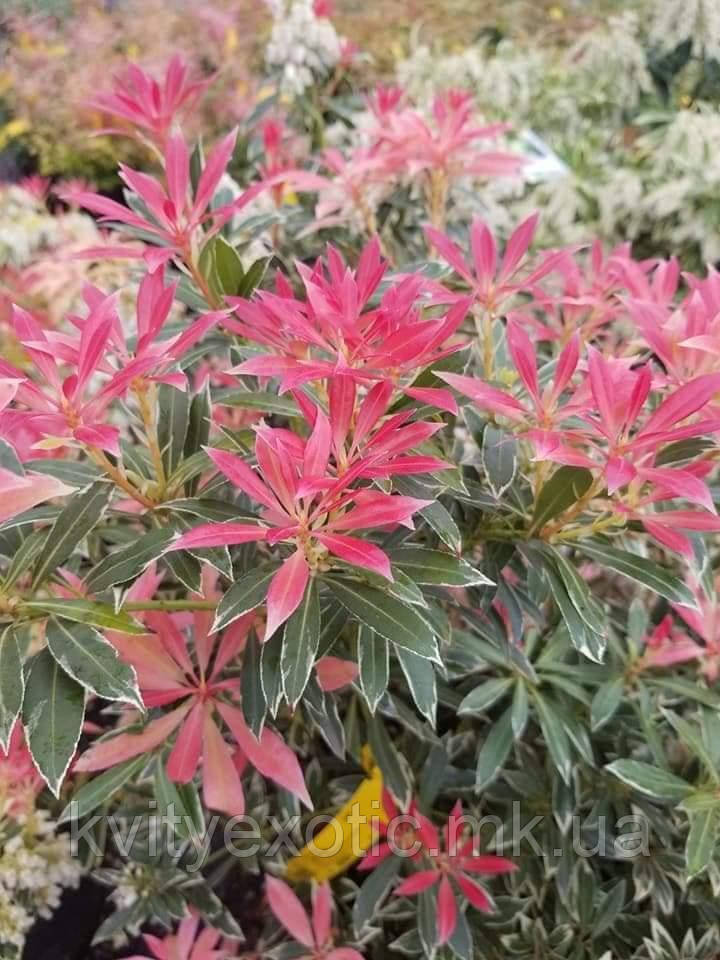 Пієріс "Flaming Silver". Pieris "Flaming Silver". - фото 8 - id-p1325036764