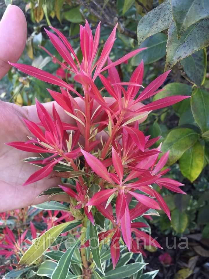 Пієріс "Flaming Silver". Pieris "Flaming Silver". - фото 7 - id-p1325036764