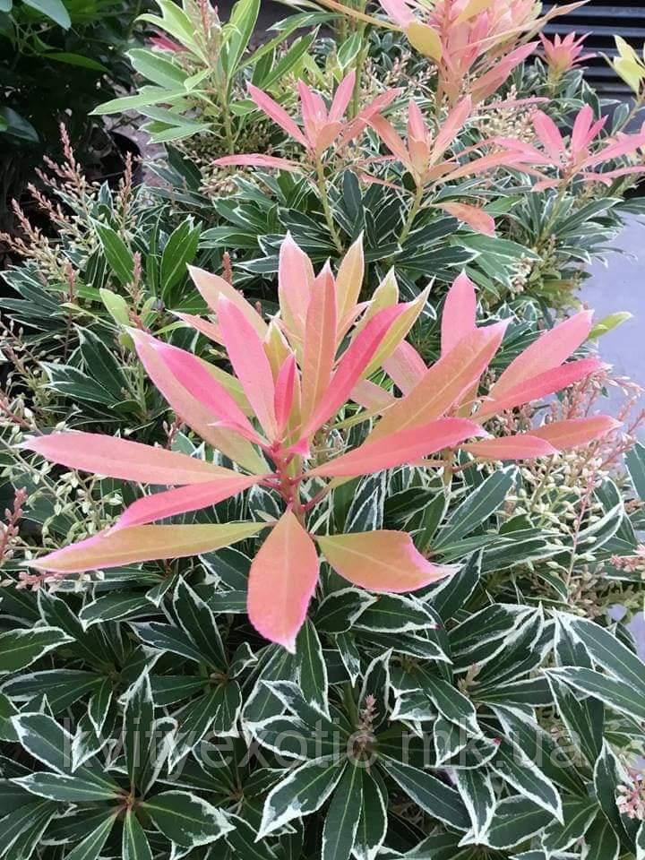 Пієріс "Flaming Silver". Pieris "Flaming Silver". - фото 5 - id-p1325036764