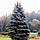 Саджанці Ялини колючої Роял Блу (Picea pungens 'Royal Blue') Р9, фото 2