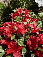 Азалія "Hot shot Variegata".
Rhododendron "Hot shot Variegata".