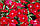 Супра F1 кримсон (малинова) насіння гвоздики міжвидової (Hem Genetics) 100 шт, фото 2