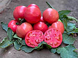 Макан F1 насіння томата середньорослого рожевого Clause Франція 250 шт., фото 2
