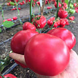 Макан F1 насіння томата середньорослого рожевого Clause Франція 250 шт., фото 4
