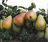 Груша Ізольда. (Айва Елін). Літній сорт, фото 2