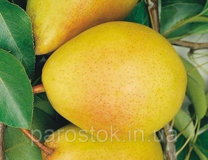 Груша Сілк Кінг. (Айва Елін). (вс). Літній сорт.