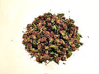 Клевер луговий, конюшина з квітками