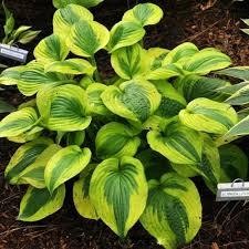 Хоста Summer Lovin