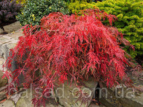 Клен пальмолистий Гарнет / С5 / Acer palmatum Garnet, фото 4