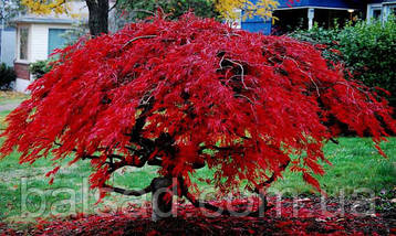 Клен пальмолистий Гарнет / С5 / Acer palmatum Garnet, фото 5