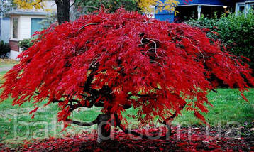 Клен пальмолистий Гарнет / Acer palmatum Garnet, фото 2