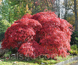 Клен пальмолистий Гарнет / С5 / Acer palmatum Garnet, фото 6