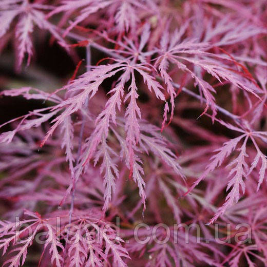 Клен пальмолистий Гарнет / Acer palmatum Garnet