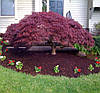 Клен пальмолистий Гарнет / Acer palmatum Garnet, фото 2