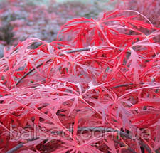 Клен пальмолистий Гарнет / С5 / Acer palmatum Garnet, фото 3