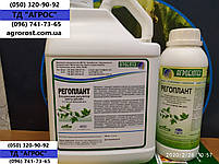 Соняшник ранній Джин 90-95 днів. Урожайний сорт кондитерський Джин 37ц/га. Стійкий до посухи та вовчка A-F, фото 8