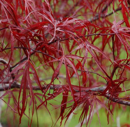 Клен пальмолистий Енкан / С10 / h 40-60 / Acer palmatum Enkan, фото 2