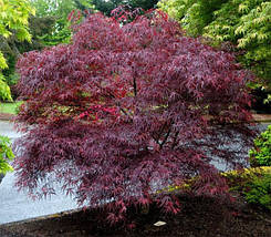 Клен пальмолистий Енкан / С10 / h 40-60 / Acer palmatum Enkan, фото 3