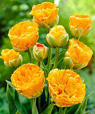 Тюльпан багатоквітковий махровий пізній Double Beauty of Apeldoorn (Дабл Б'юті оф Апельдорн), 3 цибулини, фото 5