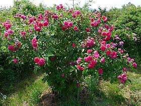 Троянда Джей Еф Гротендорст (F. J. Grootendorst) Шраб, фото 3