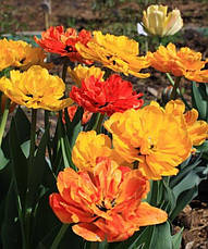 Тюльпан багатоквітковий махровий пізній Double Beauty of Apeldoorn (Дабл Б'юті оф Апельдорн), 3 цибулини, фото 2