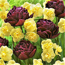 Набір цибулин квітів Шоколадно-золотий 6 цибулин (махрові тюльпани, нарциси мультифлора))