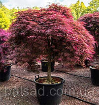 Клен пальмолистий Інаба Шідаре / h 40-60 / Acer Inaba Shidare, фото 5
