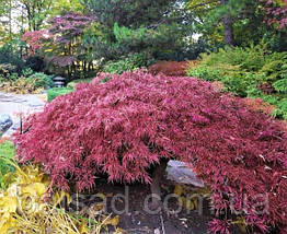 Клен пальмолистий Інаба Шідаре / h 40-60 / Acer Inaba Shidare, фото 6