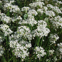 Лук душистый Джусай или Ветвистый (Allium ramosum, odorum )(Контейнер Р9 - 0,5л)