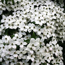 Дерен Коуса китайський 2 річний, Cornus kousa var. chinensis