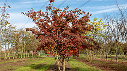 Дерен Коуса китайський 2 річний, Cornus kousa var. chinensis, фото 6