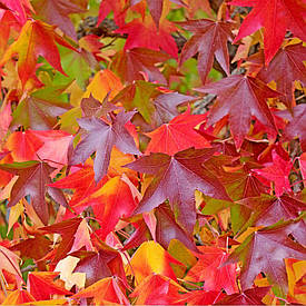 Ліквідамбар смолоносний 2 річний, Амброве дерево, Liquidambar styraciflua