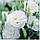 АВС 1 F1 біла (white) насіння еустоми махрової (Pan American) 10 шт, фото 3