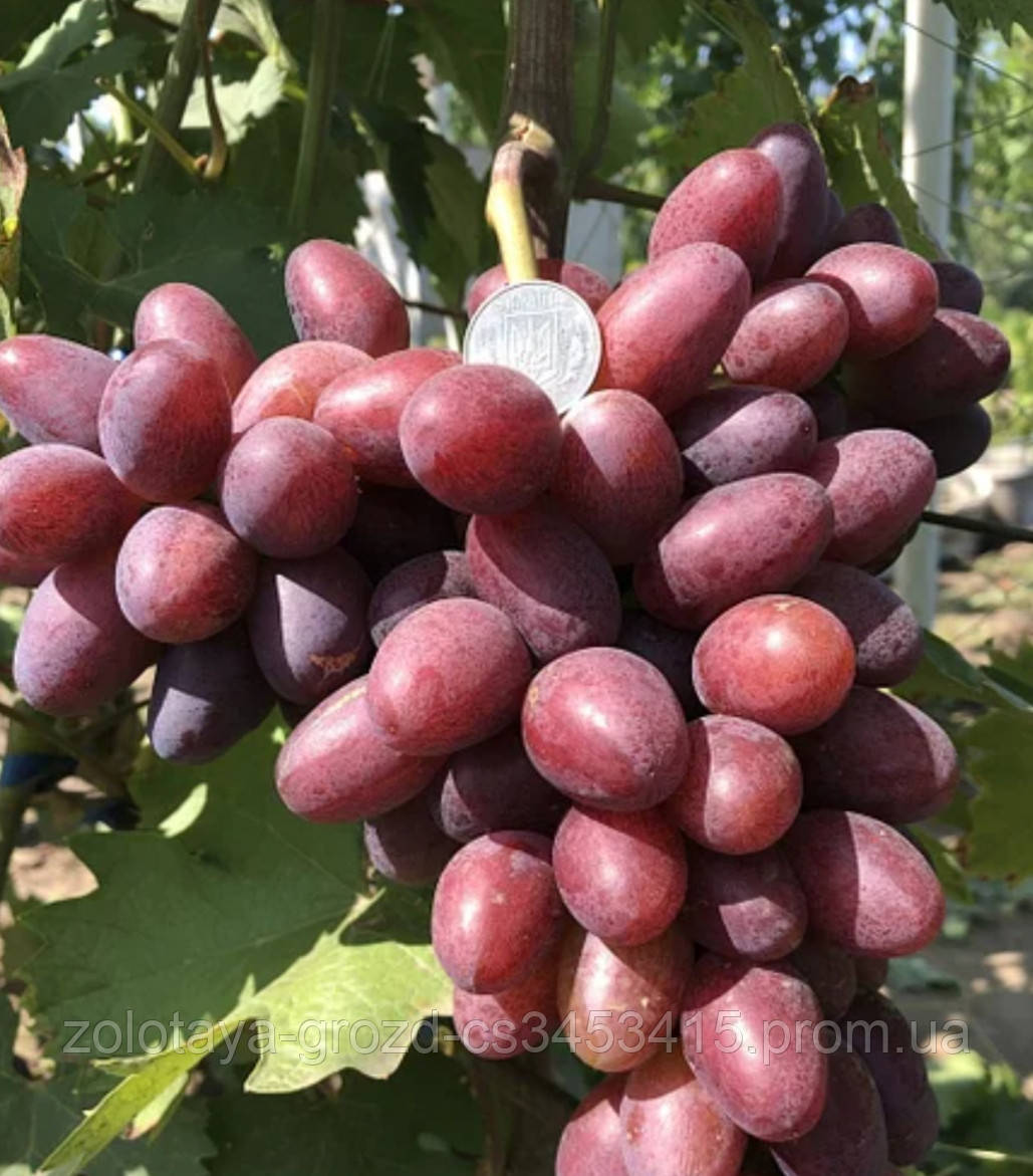 виноград эмир калугина. виноград форевер. сорт винограда эмир. кишмиш кондарев-6 сорт винограда. виноград находка калугина.